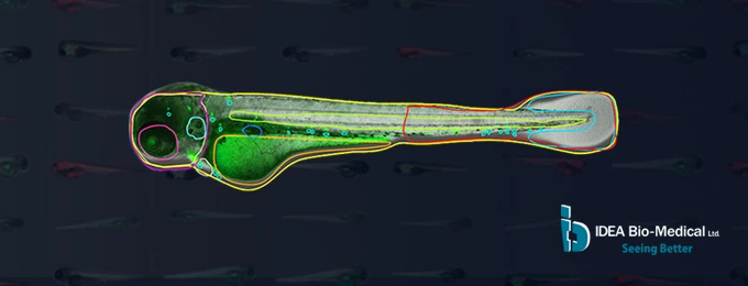 Zebrafish